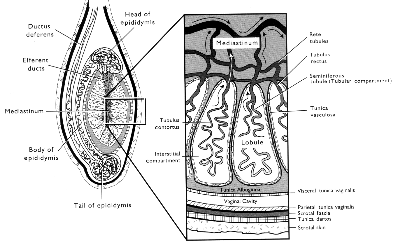 Bull Testicular Anatomy